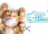 Carrara Cat Festival 2019