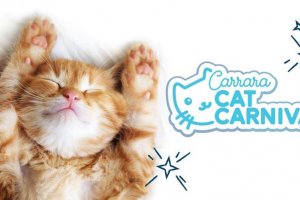 Carrara Cat Festival 2019